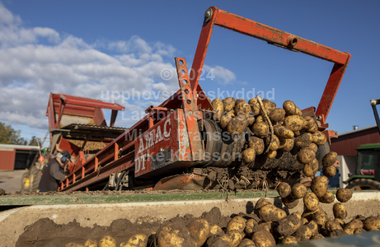 Potatisskörd 2022