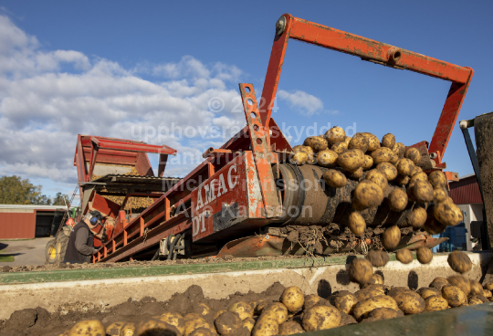 Potatisskörd 2022