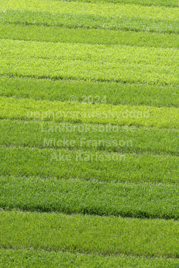 Vetefält tävling 2007