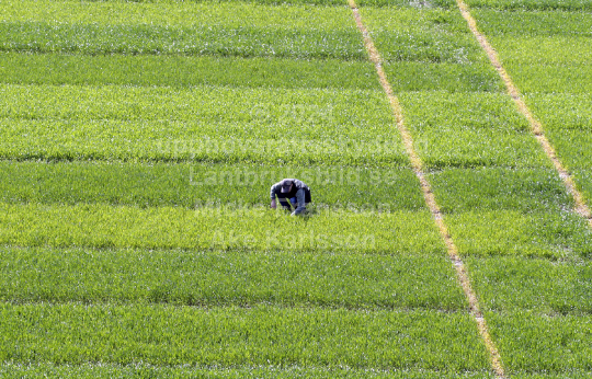 Vetefält tävling 2007