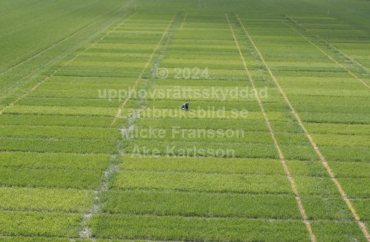 Vetefält tävling 2007