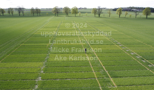 Vetefält tävling 2007